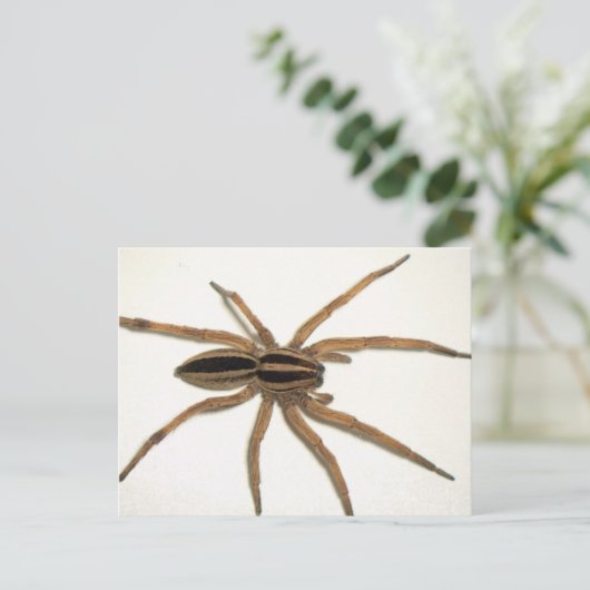 Rabider Wolf Spider Postcard. Postkarte (Stehend Vorderseite)