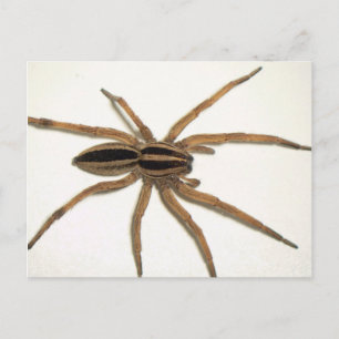 Rabider Wolf Spider Postcard. Postkarte