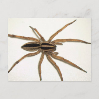 Rabider Wolf Spider Postcard. Postkarte