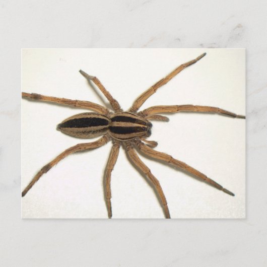 Rabider Wolf Spider Postcard. Postkarte (Vorderseite)
