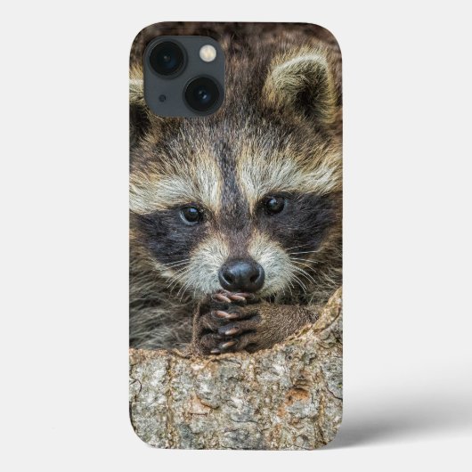 Raccon Nestled Inside a Tremollow Case-Mate iPhone Hülle (Rückseite)