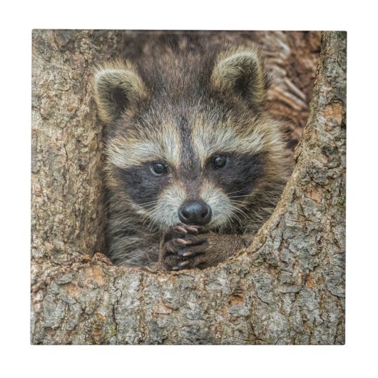 Raccon Nestled Inside a Tremollow Fliese (Vorderseite)