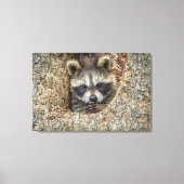 Raccon Nestled Inside a Tremollow Leinwanddruck (Vorderseite)