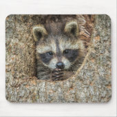 Raccon Nestled Inside a Tremollow Mousepad (Vorne)