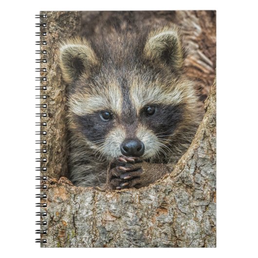Raccon Nestled Inside a Tremollow Notizblock (Vorderseite)