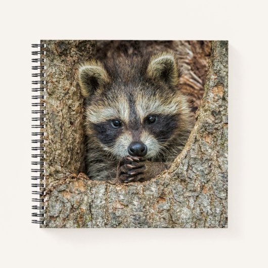 Raccon Nestled Inside a Tremollow Notizblock (Vorderseite)