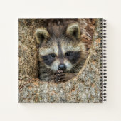 Raccon Nestled Inside a Tremollow Notizblock (Rückseite)