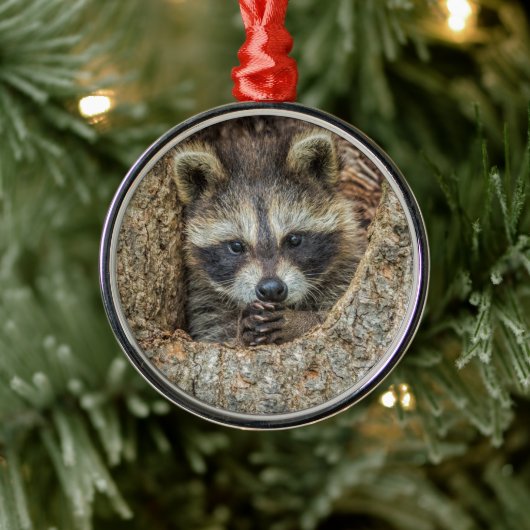 Raccon Nestled Inside a Tremollow Ornament Aus Metall (Baum)