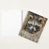 Raccon Nestled Inside a Tremollow Planer (Anzeige)
