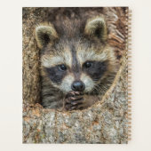 Raccon Nestled Inside a Tremollow Planer (Rückseite)