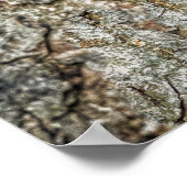 Raccon Nestled Inside a Tremollow Poster (Ecke)