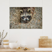Raccon Nestled Inside a Tremollow Poster (Küche)