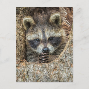 Raccon Nestled Inside a Tremollow Postkarte
