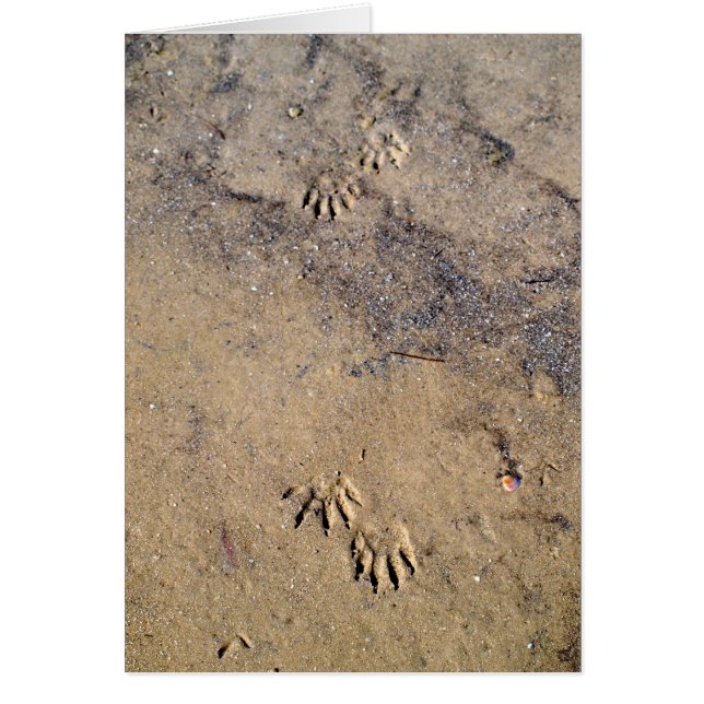 Raccon Tracks auf Caladesi Island Beach (Vorne)