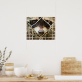 RACCON VALUE POSTER (Küche)