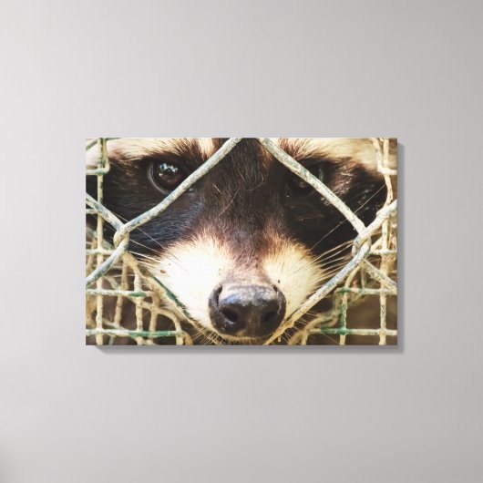        RACCONPRINTCANVAS LEINWANDDRUCK (Vorderseite)