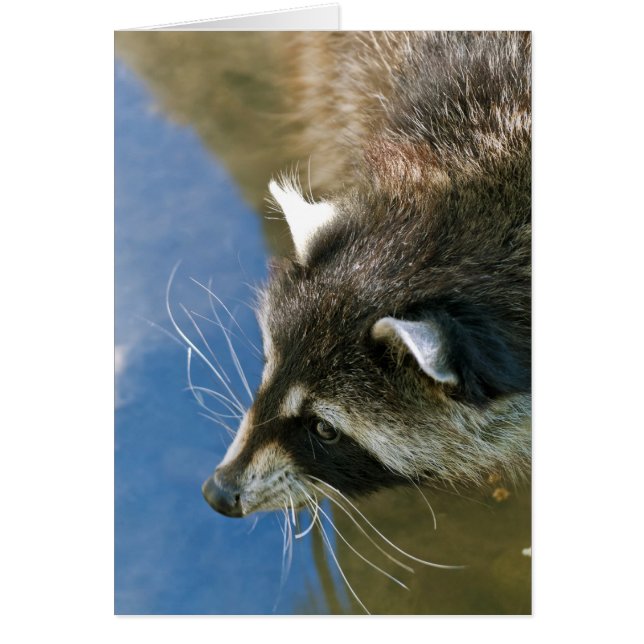 Raccoon (Vorne)