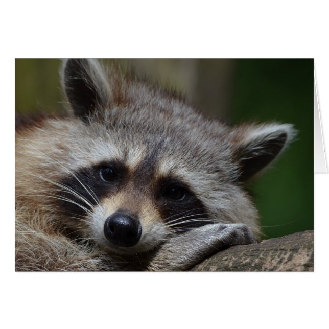 Raccoon (Vorderseite (Horizontal))