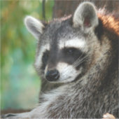 Raccoon 001 aufkleber (Vorderseite)