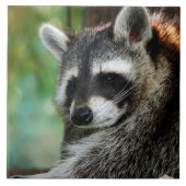 Raccoon 001 fliese (Vorderseite)