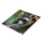 Raccoon 001 fliese (Seite)