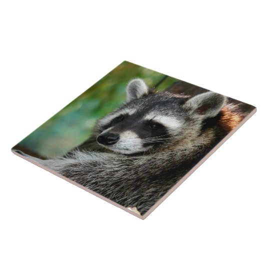 Raccoon 001 fliese (Seite)