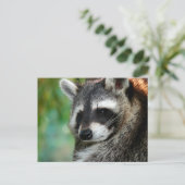 Raccoon 001 postkarte (Stehend Vorderseite)