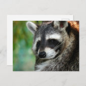 Raccoon 001 postkarte (Vorne/Hinten)