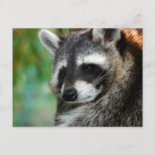 Raccoon 001 postkarte