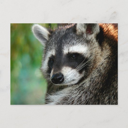 Raccoon 001 postkarte (Vorderseite)
