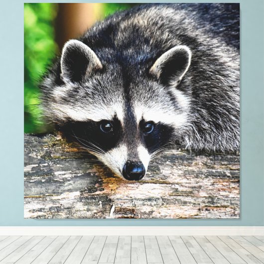 Raccoon 003 leinwanddruck (Insitu (Holzboden))