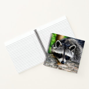 Raccoon 003 notizblock