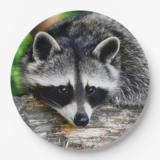 Raccoon 003 pappteller (Vorderseite)