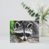 Raccoon 003 postkarte (Stehend Vorderseite)