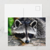 Raccoon 003 postkarte (Vorne/Hinten)