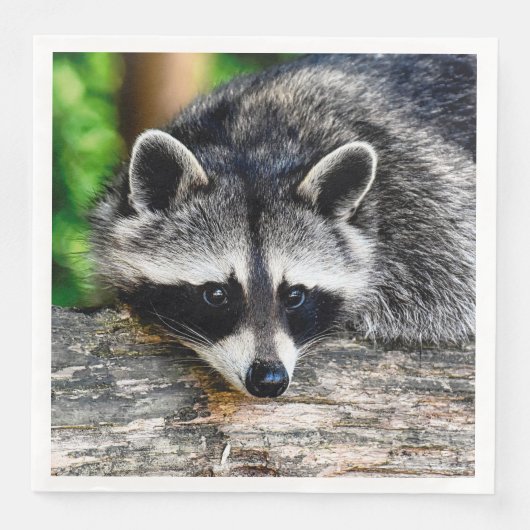 Raccoon 003 serviette (Vorderseite)