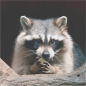 Raccoon 004 aufkleber (Vorderseite)
