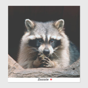 Raccoon 004 aufkleber