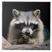 Raccoon 004 fliese (Vorderseite)