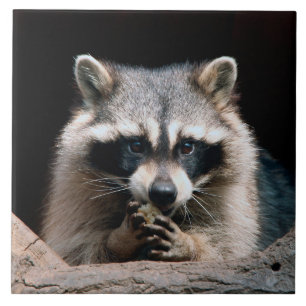Raccoon 004 fliese