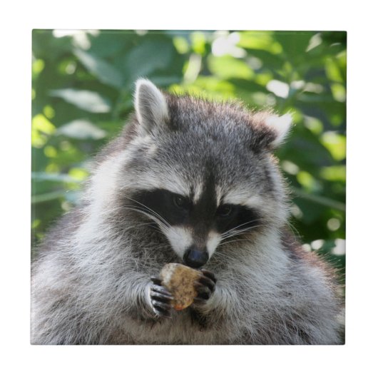 Raccoon 004 fliese (Vorderseite)