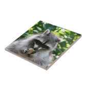 Raccoon 004 fliese (Seite)