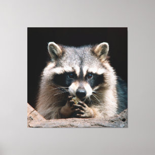 Raccoon 004 leinwanddruck