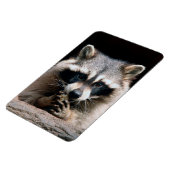 Raccoon 004 magnet (Linke Seite)