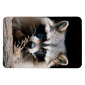 Raccoon 004 magnet (Horizontal)