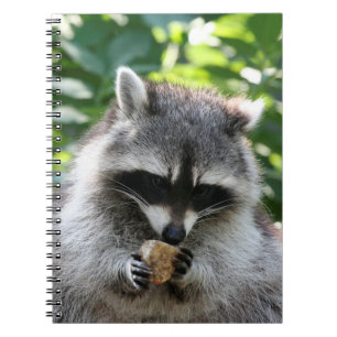 Raccoon 004 notizblock