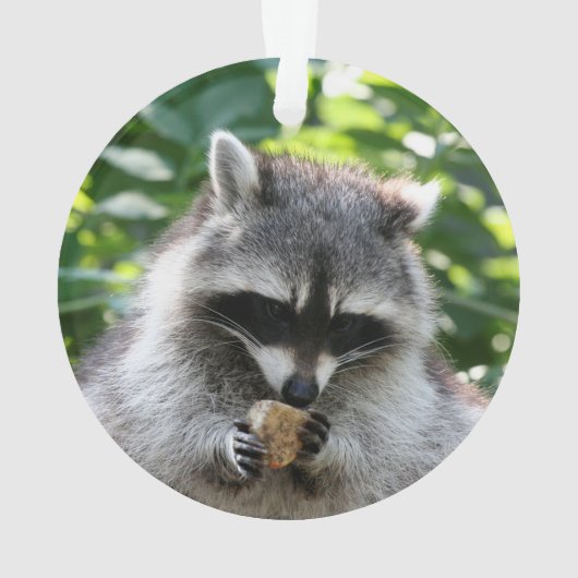 Raccoon 004 ornament (Rückseite)