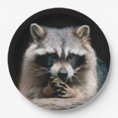 Raccoon 004 pappteller (Vorderseite)