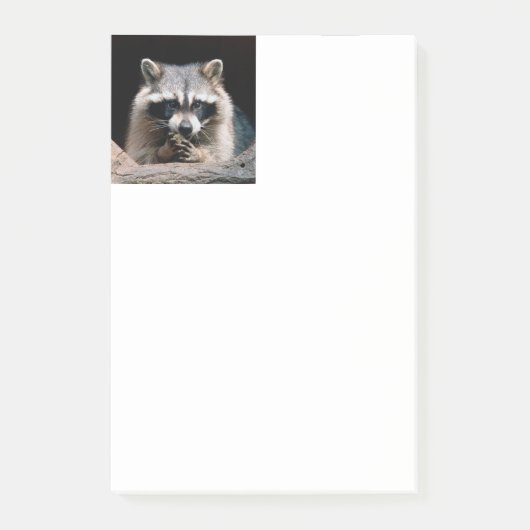 Raccoon 004 post-it klebezettel (Vorderseite)