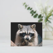 Raccoon 004 postkarte (Stehend Vorderseite)